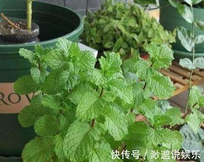 秋天|几个小动作秋天必做，养花也是要稍作调整！
