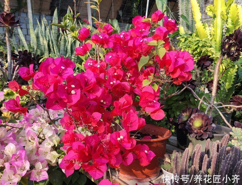三角梅|如果三角梅变成光杆，4个原因会引起落叶，遇到用点技巧就能恢复