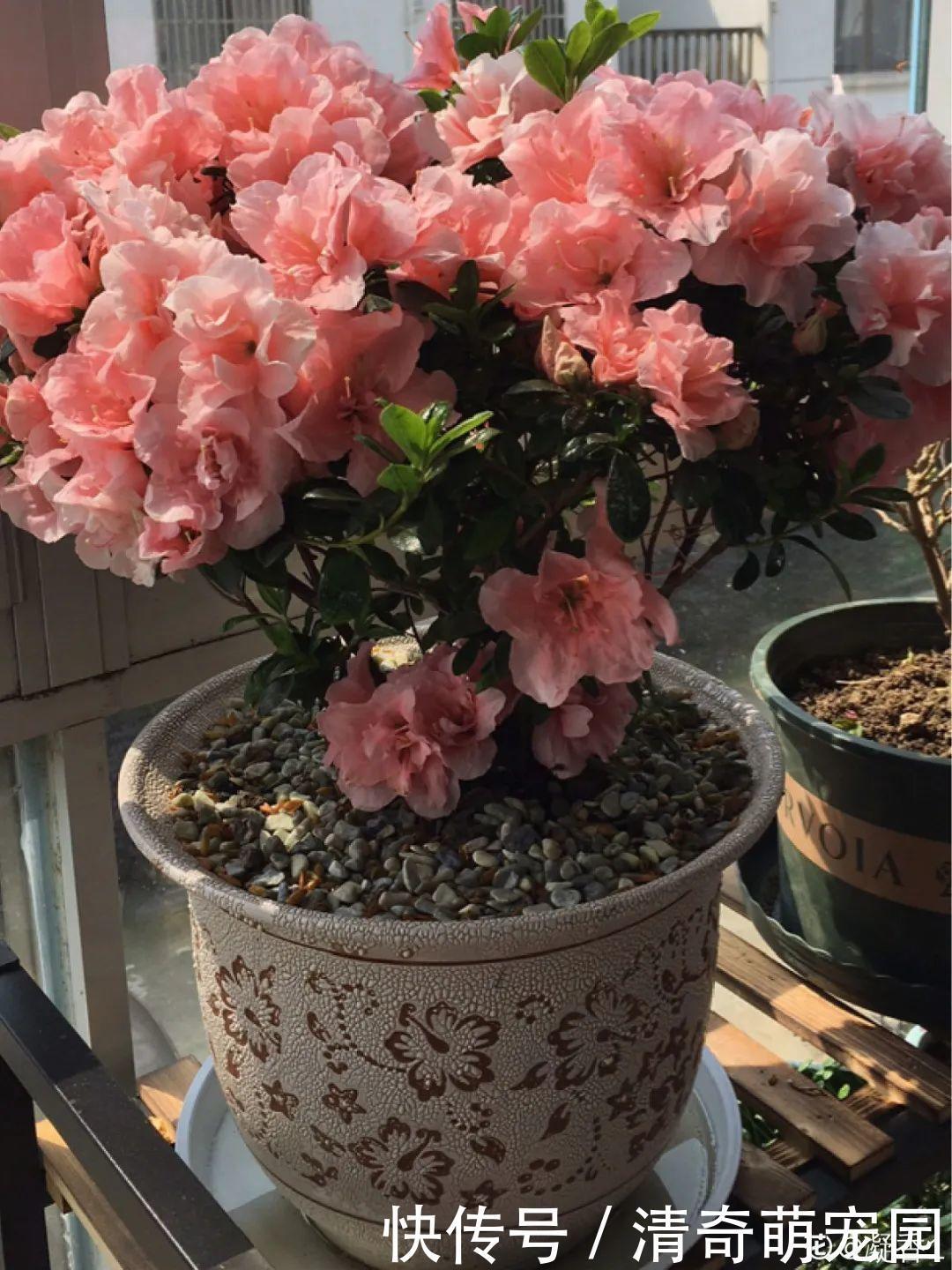 潮湿|超级“喜水”的花,3天不浇水,就离死不远了