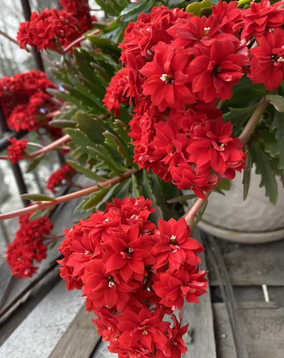 为何花店卖的长寿花叶片那么大?长寿花的叶片是大好还是小好?