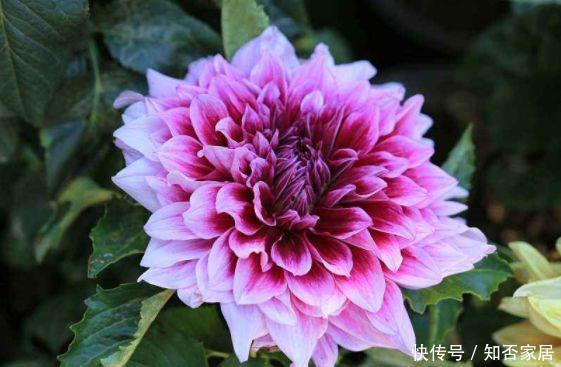 仙气十足的几款花卉,繁花似锦,花开一茬又一茬,美极了