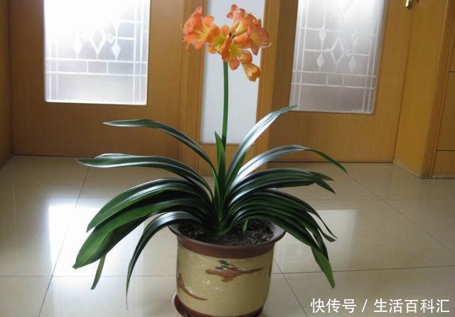 浇水|君子兰总活不过夏天,这3个方面没有做好,每一个都很致命