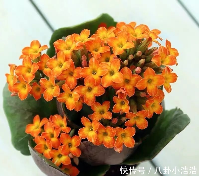 花期|45种长寿花，个个都是高颜值，家里养几盆，美得移不开眼