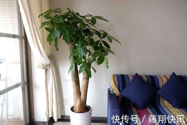 盆里加上“黄金豆”，叶片油亮亮，烂根黄叶都没有，发财树真好养