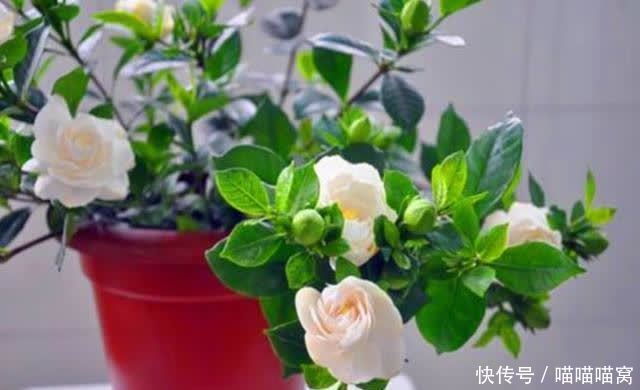 栀子花养护难度大？教你三个养殖方法，栀子花也会变得好养