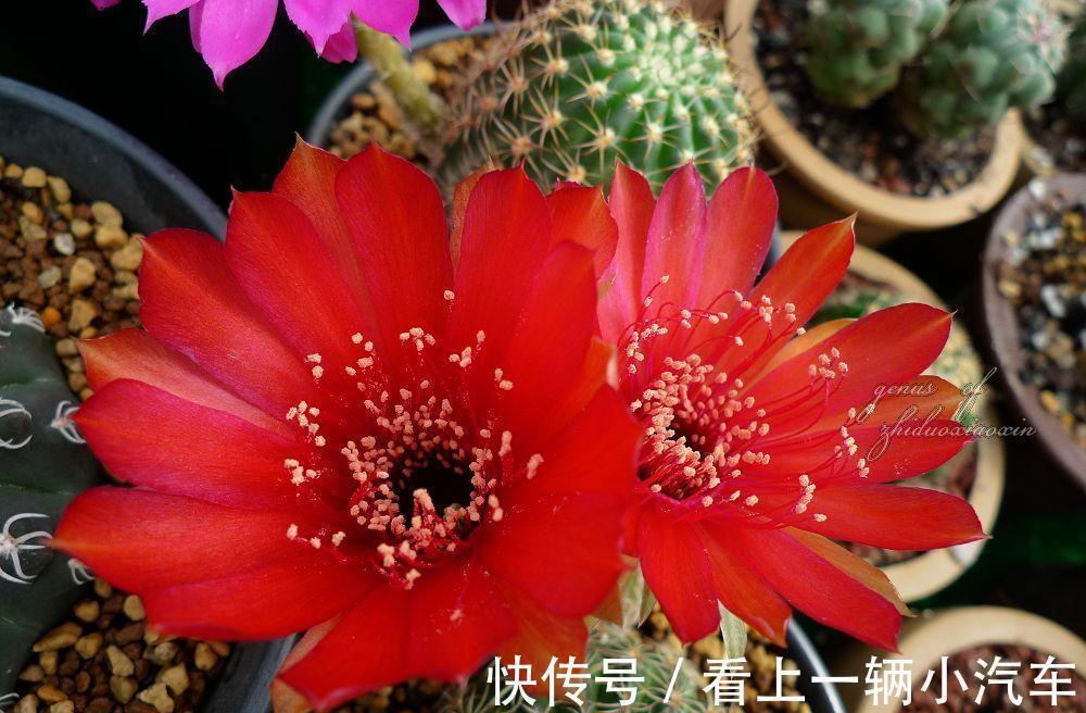 九种皮实花,多晒少管长得好,养成老桩更高档,绿萝没上榜