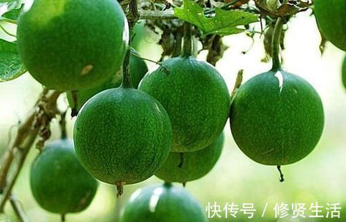 火龙果|女性想要皮肤好,推荐几种食物,美容润肤,延缓衰老,呵护肌肤