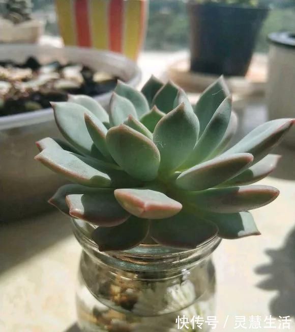 这3种花养不好,赶紧扔水里,越长越来劲