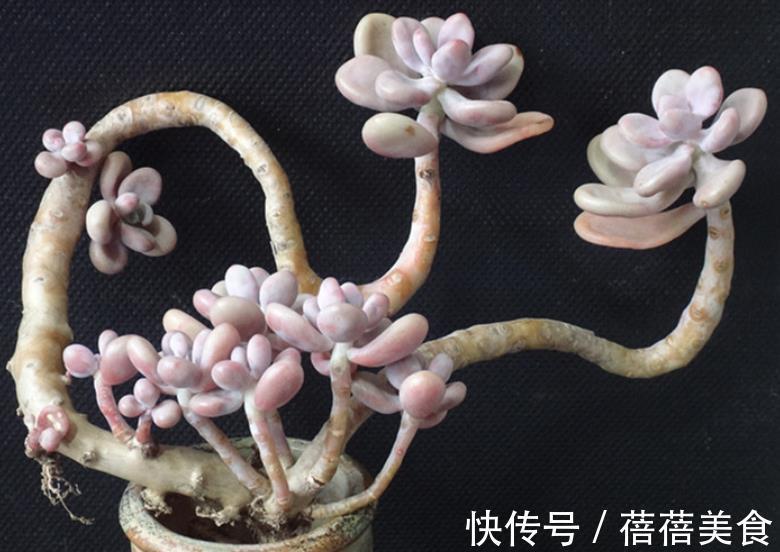 新手养多肉桃蛋,3个要点要牢记,做好了养成老桩,美极了