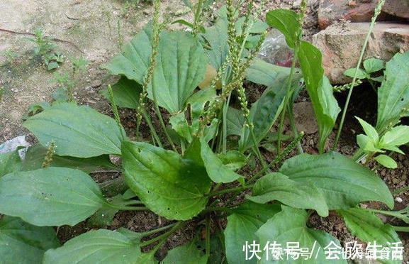 车前草|十人九腰疼,一宝煮水喝,腰不疼了,腿不酸了,早知早健康