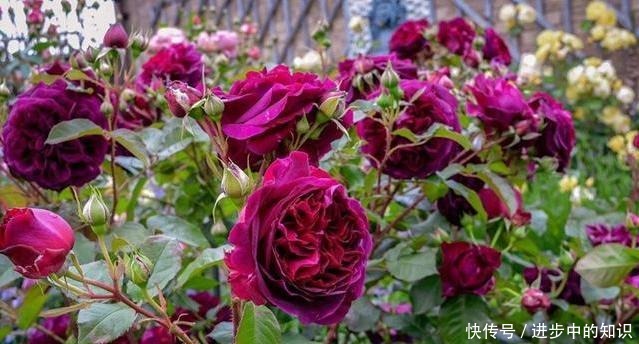 8款浓香月季推荐，种一棵满室飘香，喜欢快收藏