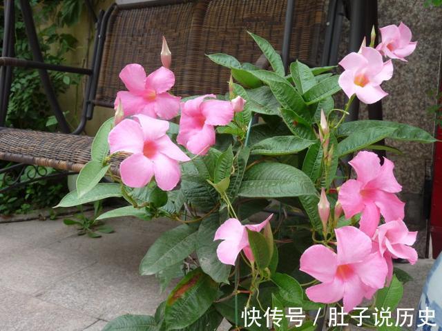 复合肥|天气越热,这些“开花劳模”表现越好,建议别停肥,否则花量减半