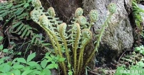 价格|农村人称“山菜之王”的野菜,采摘正合适,价格与牛肉不相上下