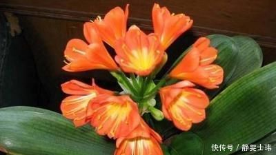 这种“小东西”给君子兰浇一点,花芽更多,叶子绿的“直冒油”