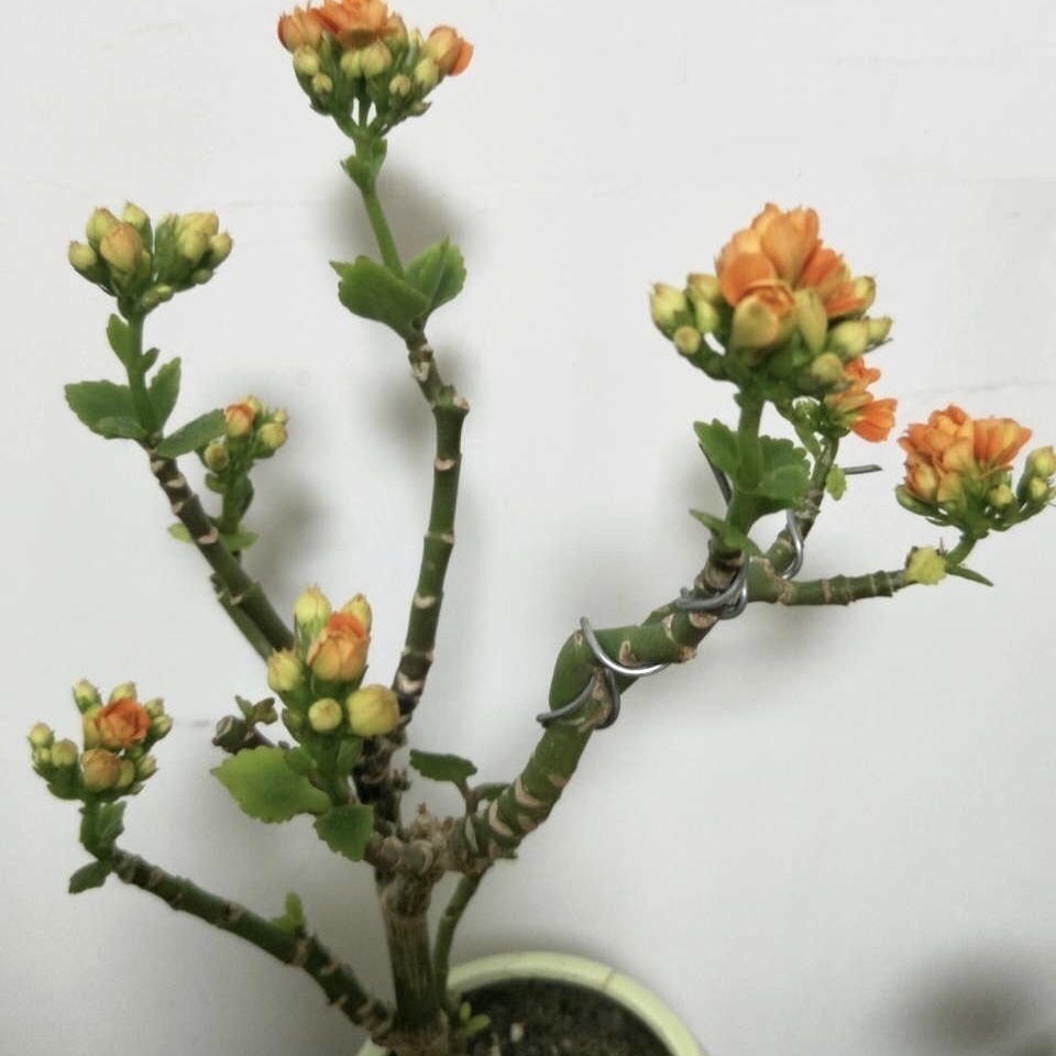 金枝玉叶|这花10块钱买一盆,养2年变老桩,叶子密、开花旺,每家都有