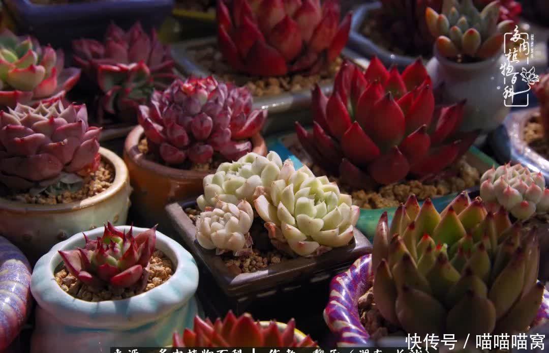 最温暖不过人间烟火,来自逆挂区的多肉!