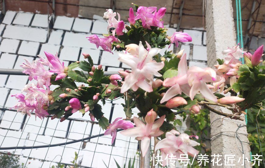 马上入冬了,长寿花和蟹爪兰要开花,掌握关键技巧才能开爆盆