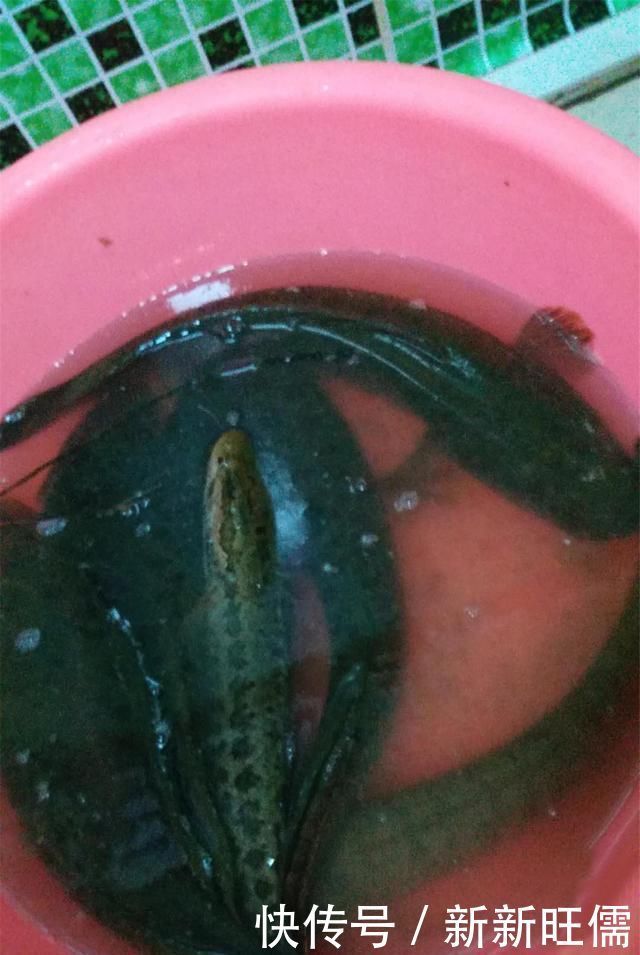 雷强|夏季黑鱼多且好钓，手竿以及传统钓攻略分享，看到就跑不掉