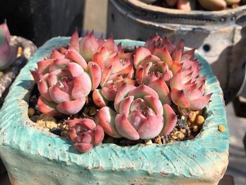 价钱|阳台养多肉别错过这5款莲座型的品种,与价钱无关,就是很适合