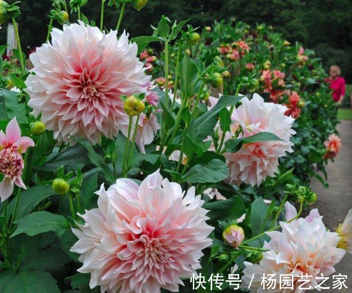 芍药|6种漂亮花，花比拳头大，家里养一棵，富贵自然来