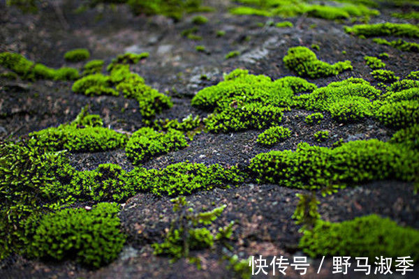 生命力!袁枚一首小诗,只有20个字,却能感动千万人,你知道为什么吗