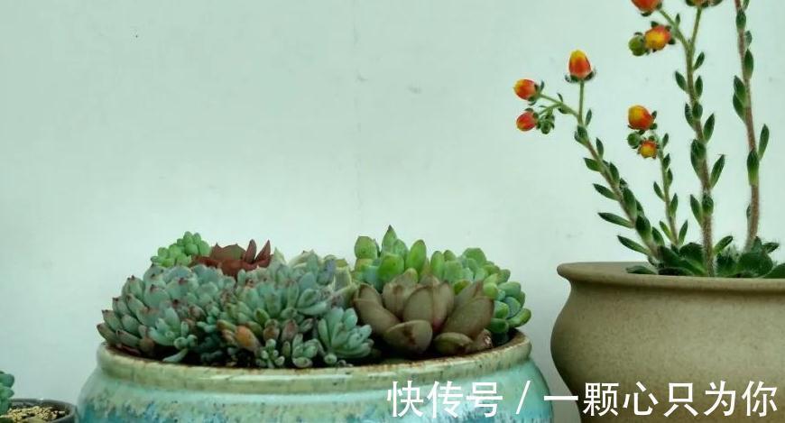 养死|刚买的多肉植物怎么养才不会死，你需要做好这几件事