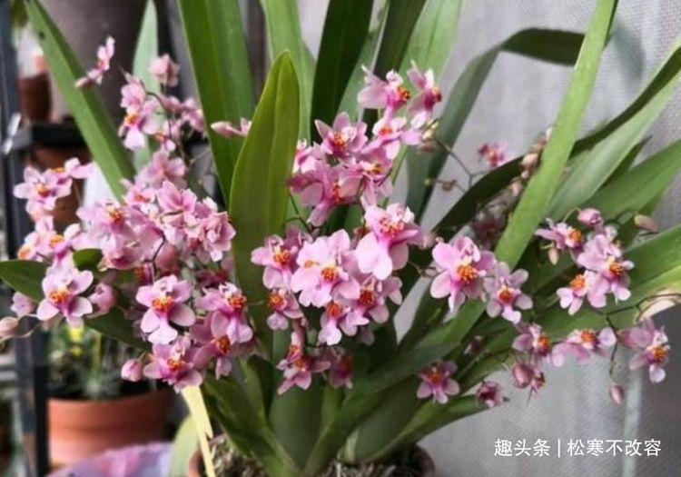 阳台|几种漂亮花,好养易活能爆盆,阳台变花海,天天有花赏!