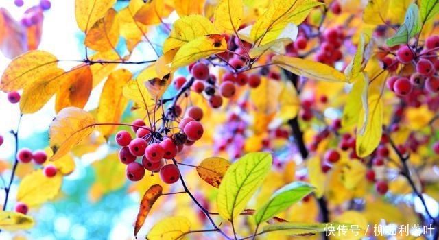 冬日|冬日海棠果!