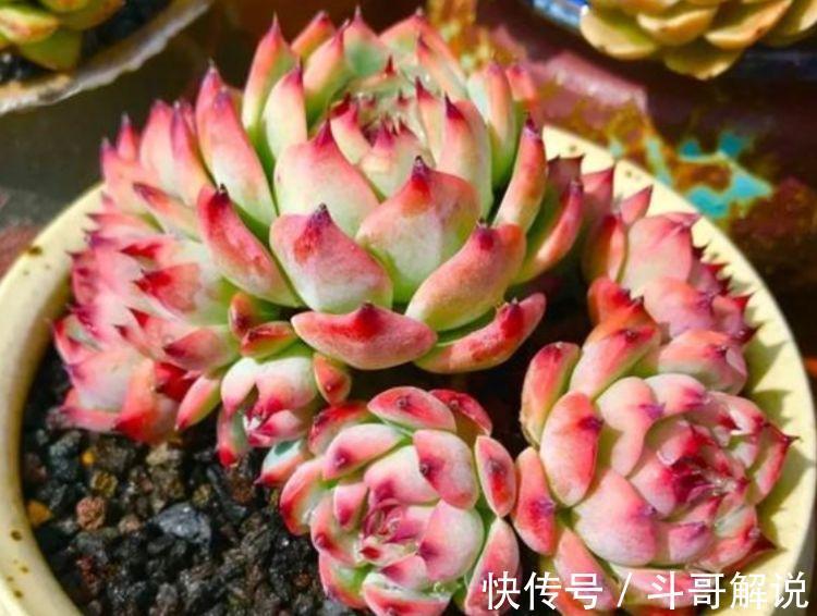 4款艳美的花卉,好养易爆盆,惊艳如花球,美翻了