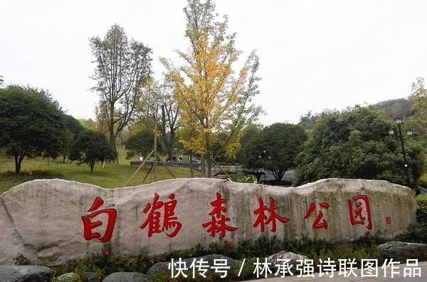 青荷|涪陵白鹤森林公园美景