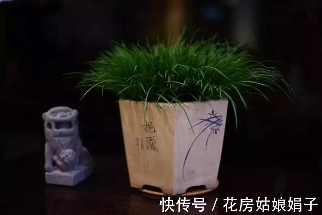 它位列“花草四雅”，耐阴能力强，室内光照不好也能养好