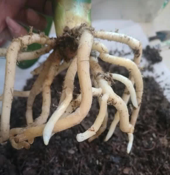 技巧|养君子兰,什么样的植料最好?应该怎么搭配?分享几个技巧