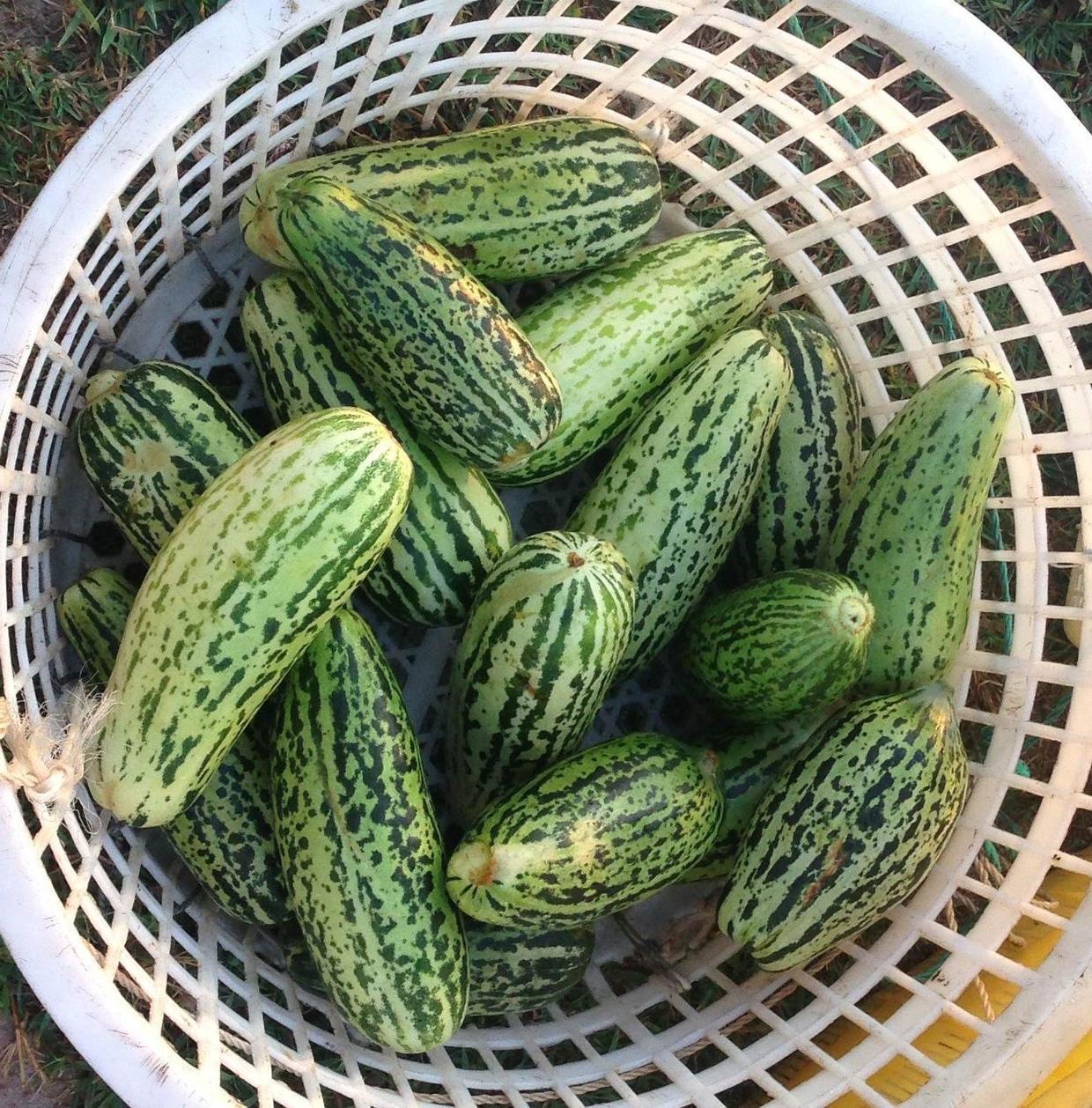 花花|不用熟透就能吃,种阳台上不用管,一年不用买菜!