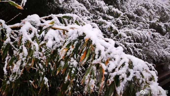 崂山|青岛·风情 崂山迎来12月初雪！