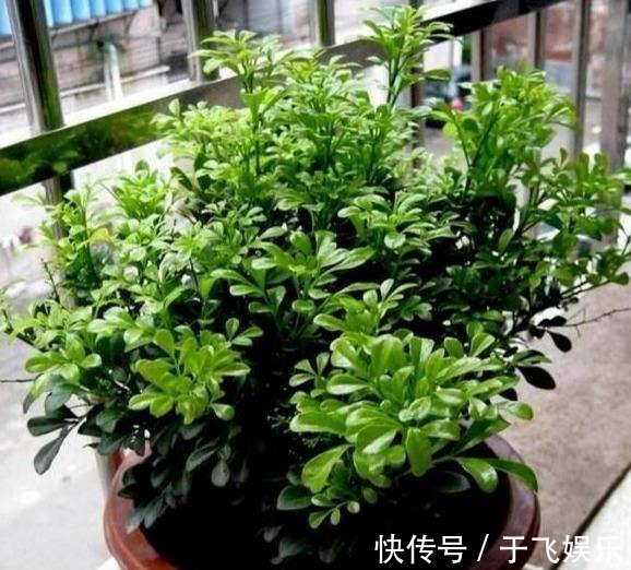 阳台养盆“米兰花”,胜似天然香水,晒一晒,味更大!
