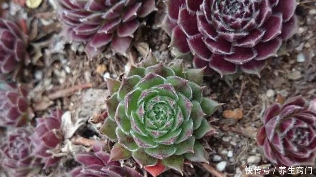 常年养殖多肉植物,你知道都有哪些“忌讳”吗!