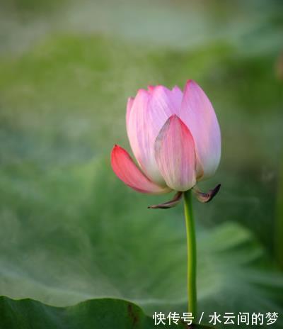 桃花朵朵开|11月26日开始，桃花朵朵开，4属相喜事接二连三，生活美满