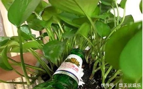这才是“啤酒”浇花的正确方法,做对了,叶绿花多,越长越茂盛!