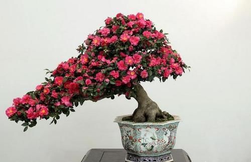 优秀的盆景艺术，为何都“垂头”？