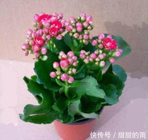 溶液|快死的盆栽花卉不要扔，只需一粒药片，能再次生机勃勃