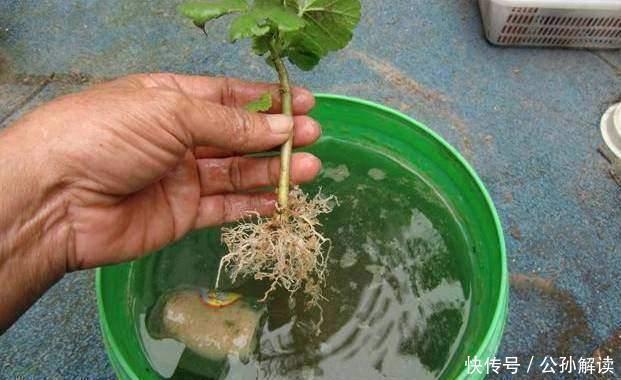 种花|此几种花只要扦插就能成活爆盆,比几十块买来的都要漂亮