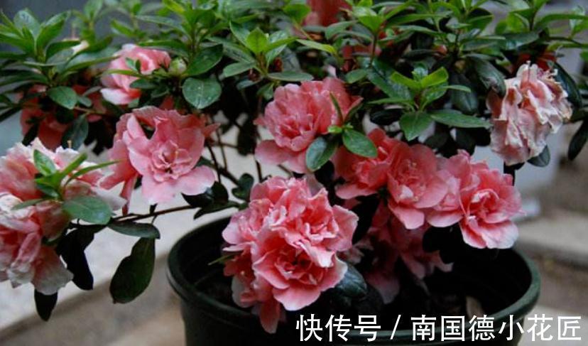 天然|1种很棒的天然生根剂,简单处理,养啥旺啥,却总被当垃圾丢了