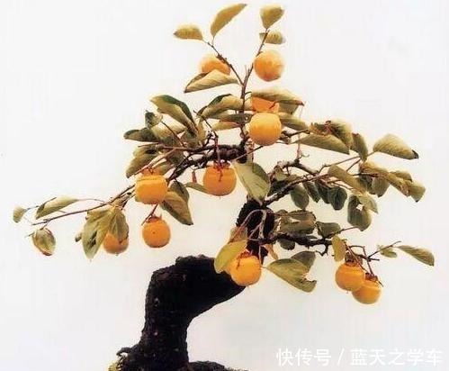 这个盆景和金弹子一样漂亮,就是还没开始养,市场前景好,能收藏!