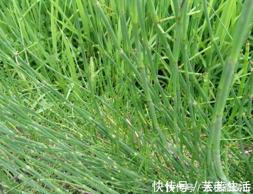 谷精草|农村长得非常好玩的节节草，浑身上下都是个宝，用好可治4种病