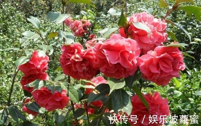 放弃月季吧，此花浇水就能活，赛过牡丹，抗旱又扛冻