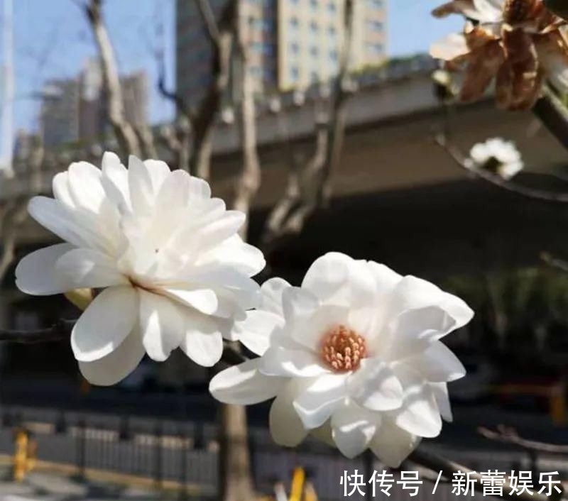 玉兰|家门口种棵“吉祥花”,满树都开花,还有“镇宅”好兆头