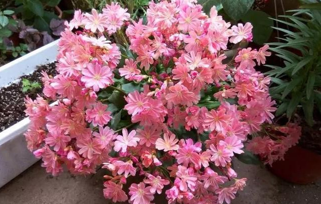 这花像长寿花一样好养，全年不间断的开花，太美了