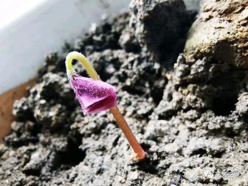 开春,买花小心“3个坑”,早知道早避免,少花冤枉钱!