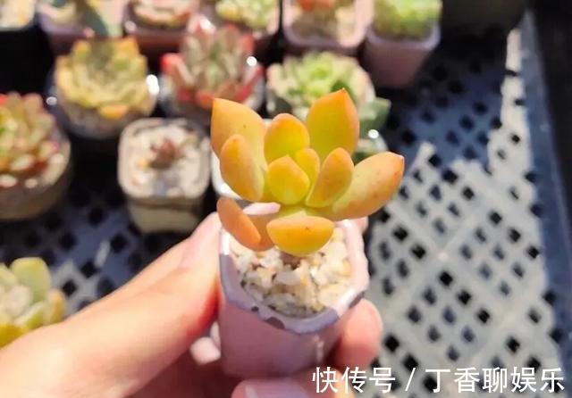 多肉|多肉植物色彩斑斓之黄色系多肉，祝各位花友飞黄腾达