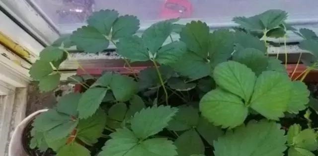 草莓这么贵就别买了,自己种一盆,1招让草莓又大又甜!